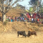 Ox-Fighting@ Baguwa,Gorkha_1