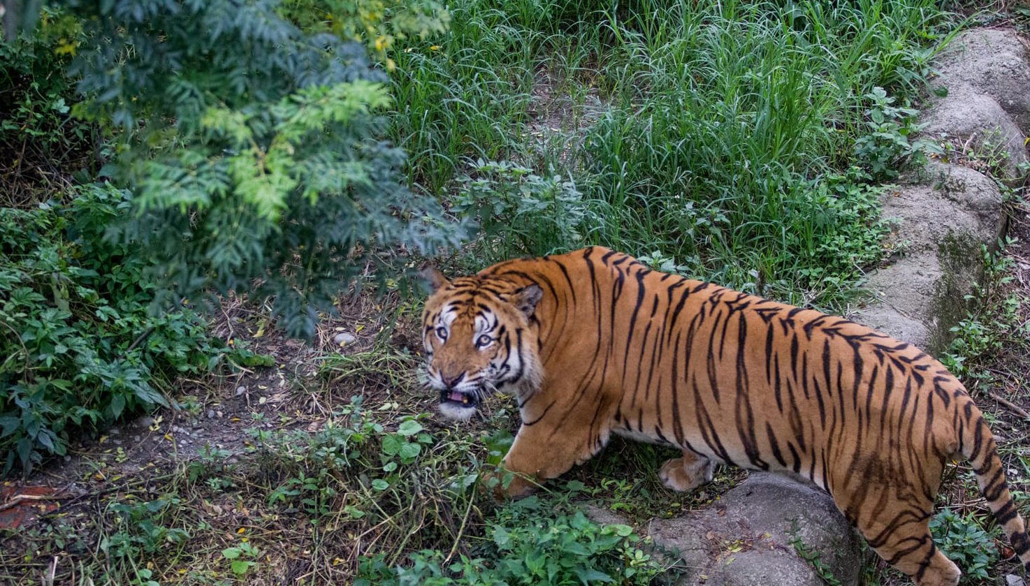 tiger